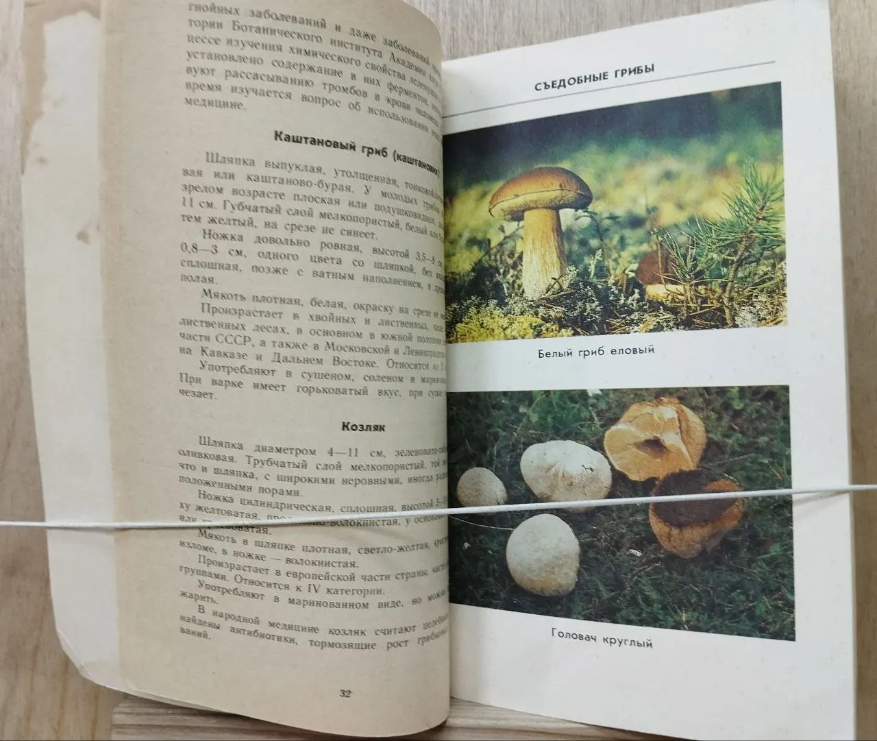 Тебе, грибник фото 2