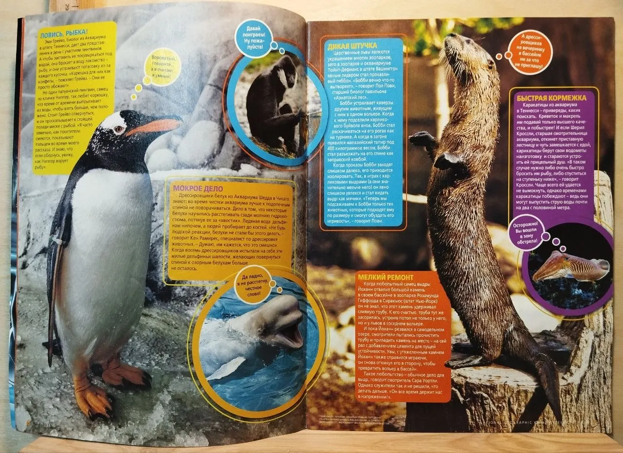 National Geographic. Май 2011. Юный путешественник. Хитрости пернатых и мохнатых фото 3