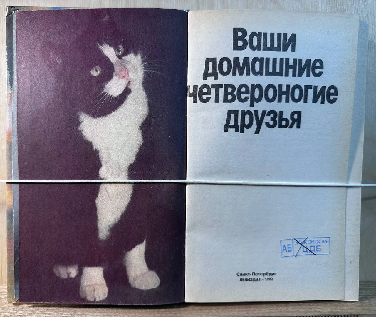 Ваши домашние четвероногие друзья фото 2